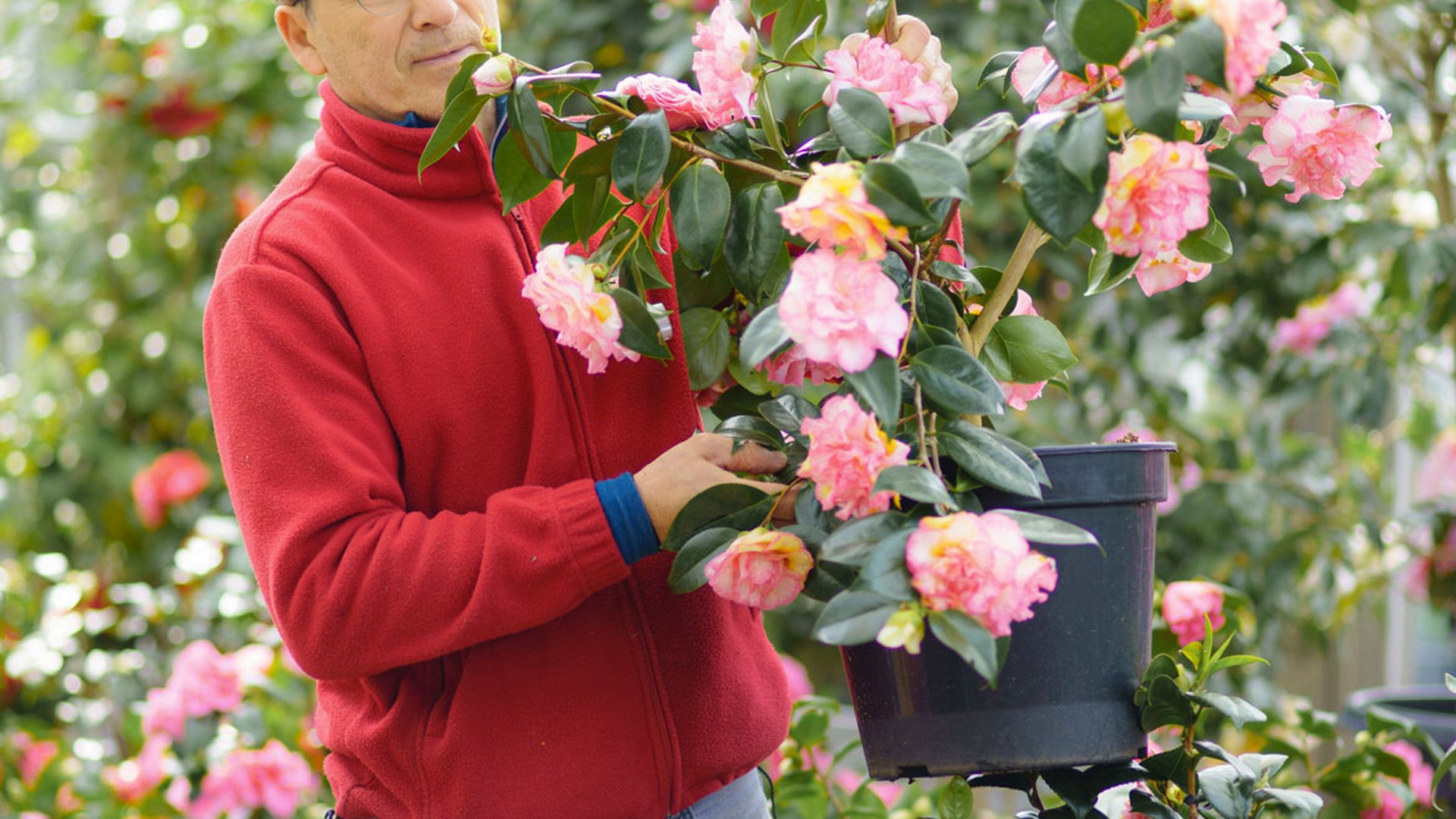 Les camélias pour illuminer vos jardins