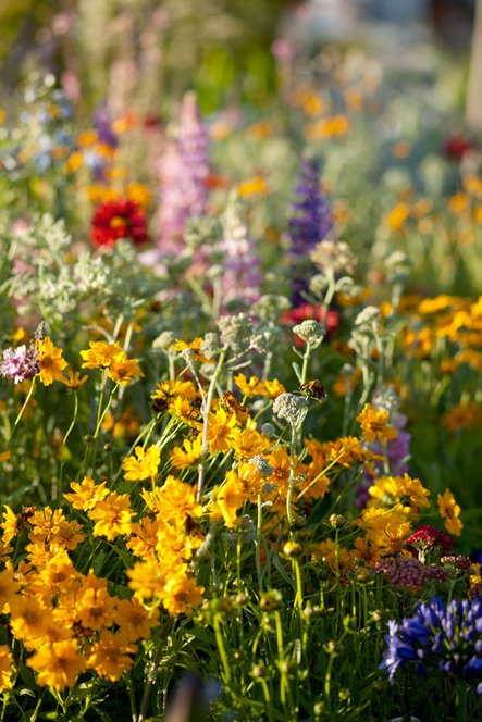 Nos vivaces cultivées à Gland