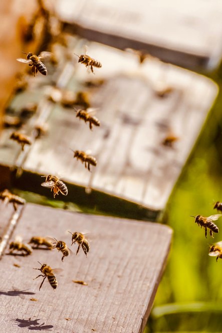 Le retour de la vie à la ruche