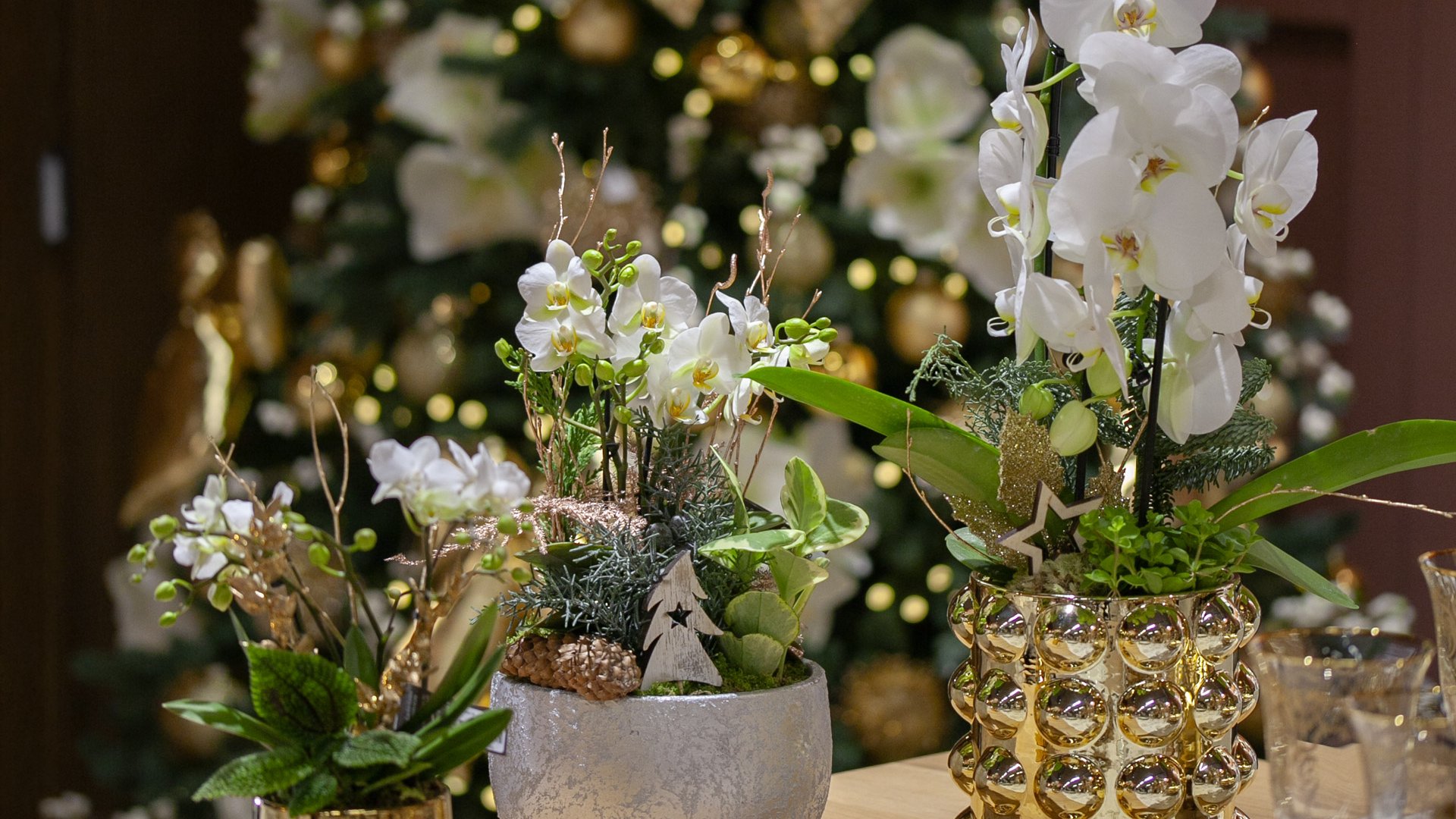 Pour Noël, offrez une splendide composition végétale