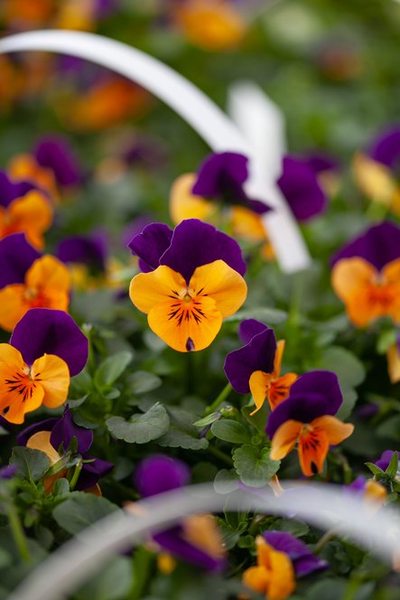 Plantez pour profiter dès maintenant