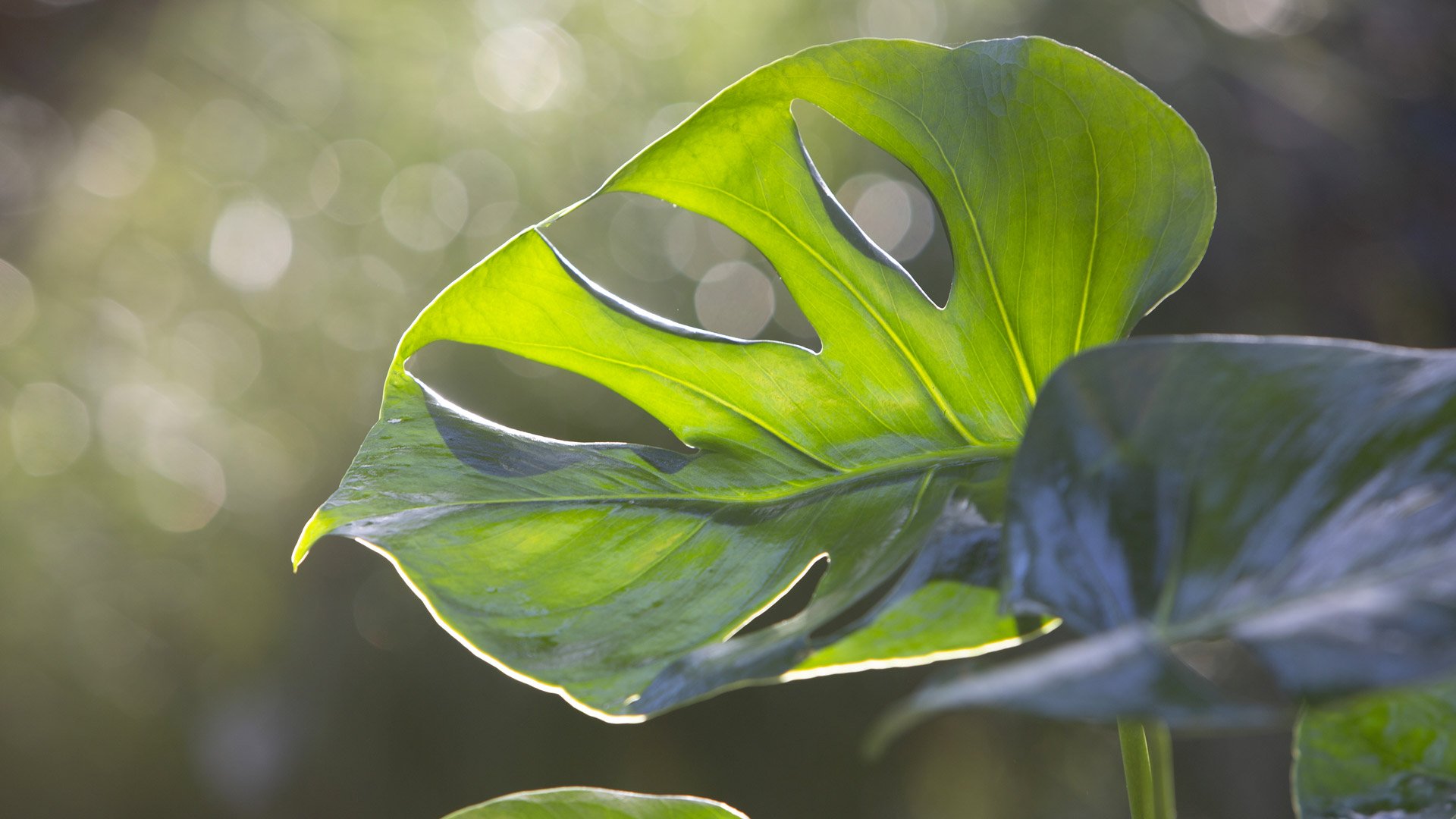 Plantez vos bonnes résolutions