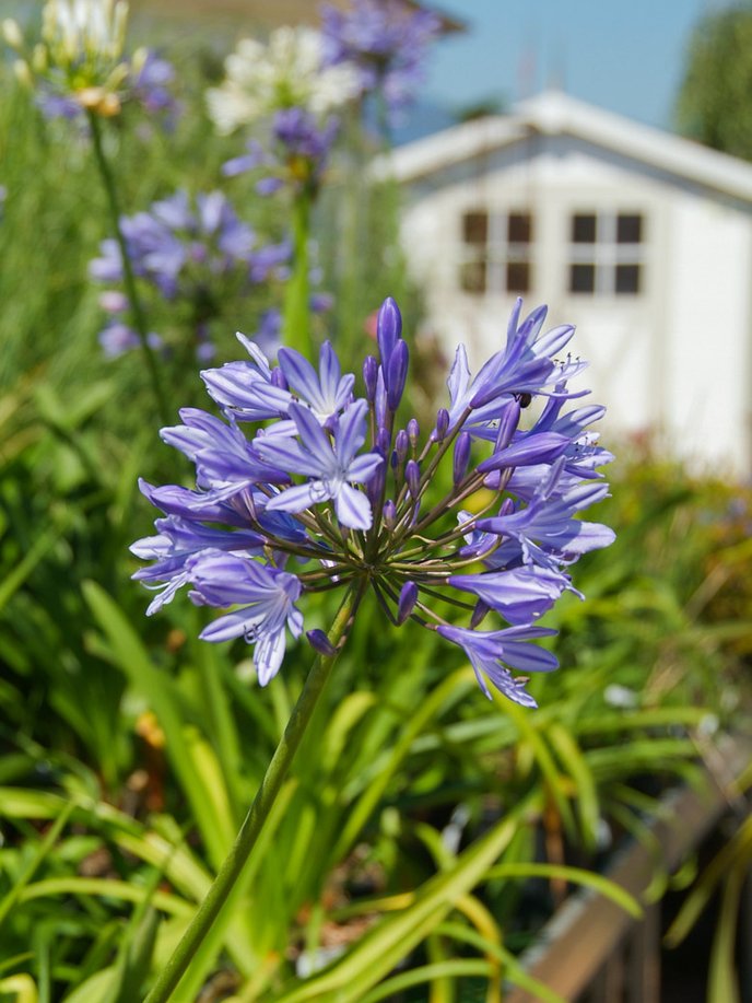 Jardin Méditerranéen