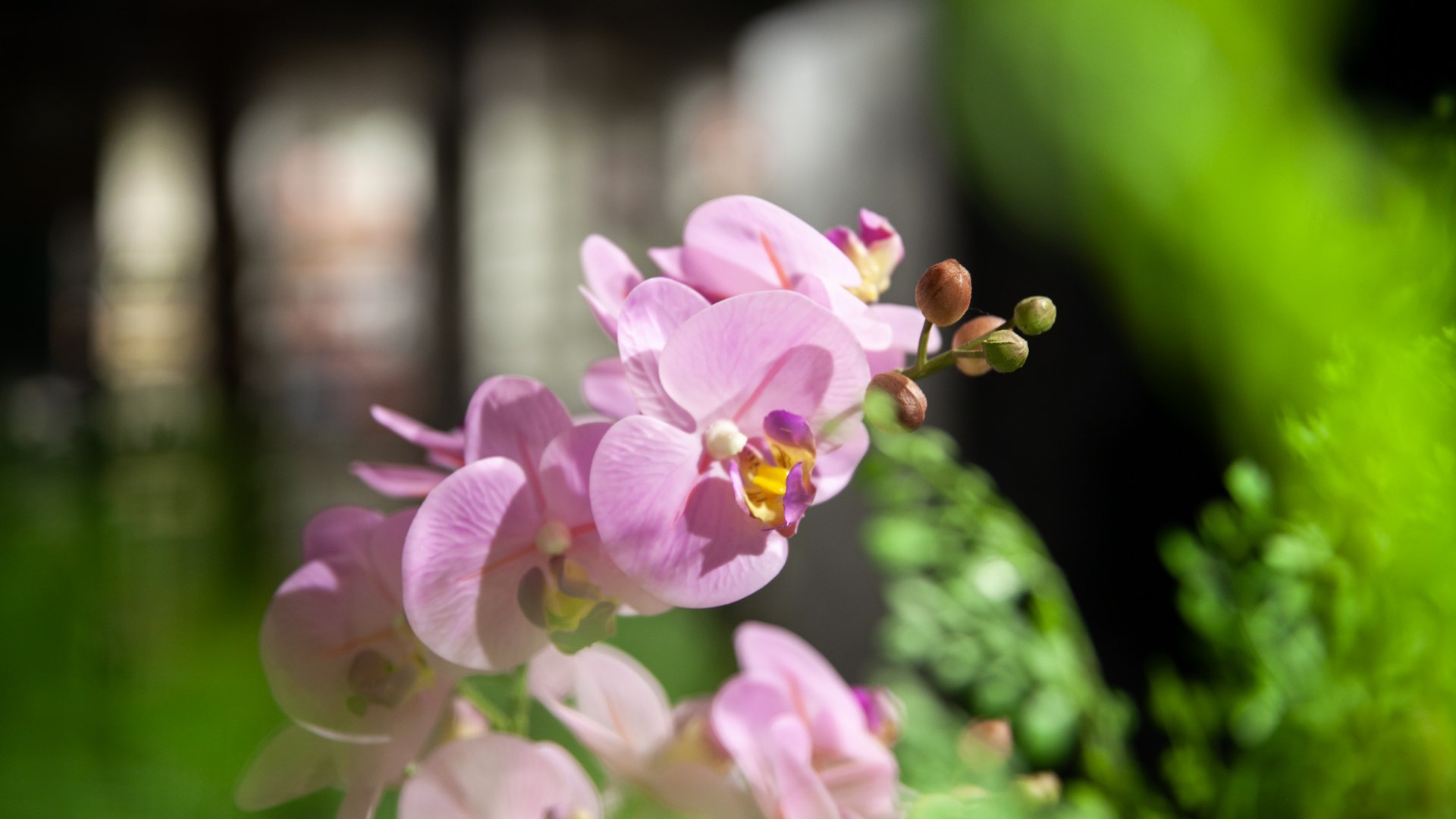 Des plantes éternelles pour habiller son chez-soi!
