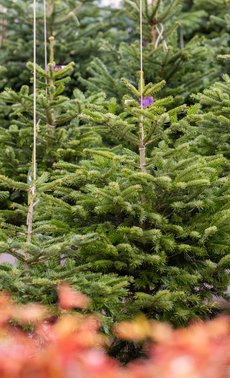 Sapins de Noël naturels