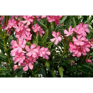 Plantes méditerranéennes